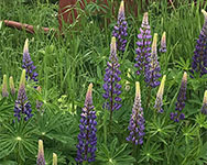 Lupines and a wheel barrow in June